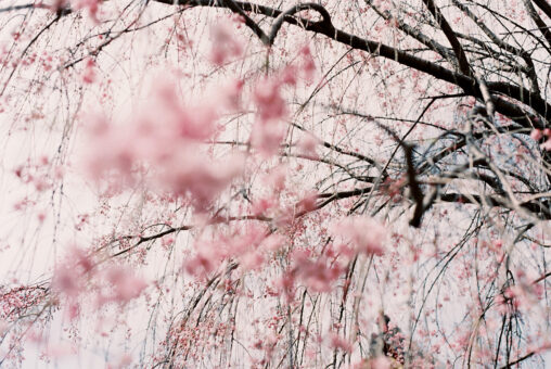 桜　フィルム写真